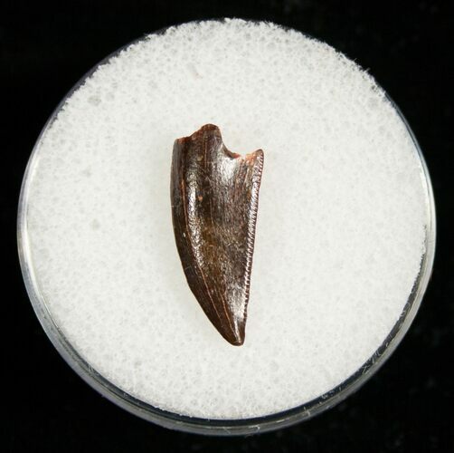 Raptor Tooth From Morocco #5066